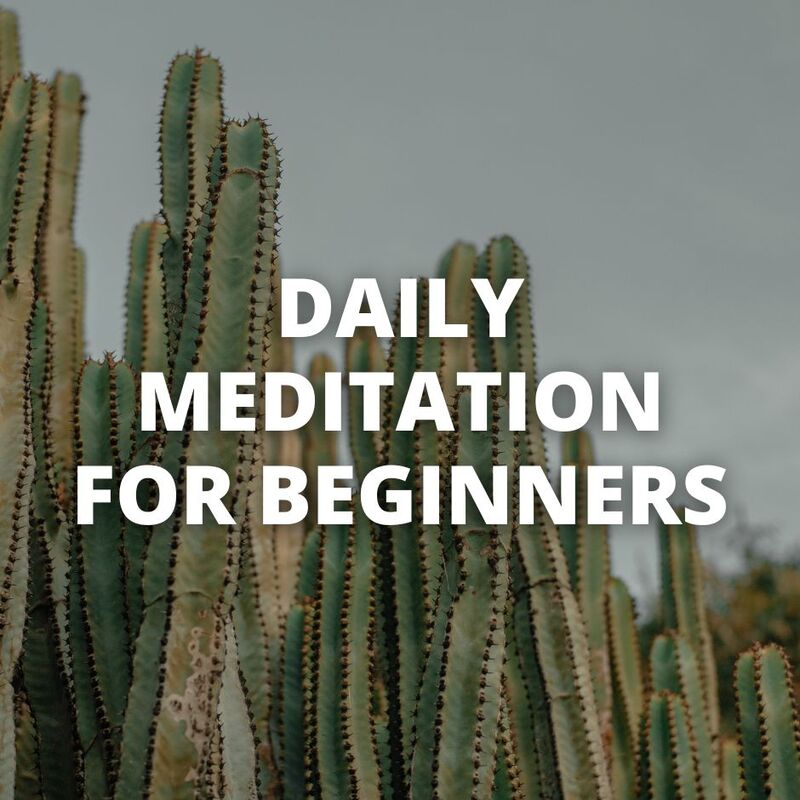 "Daily meditation for beginners" superimposed on a photo os several long skinny cacti 